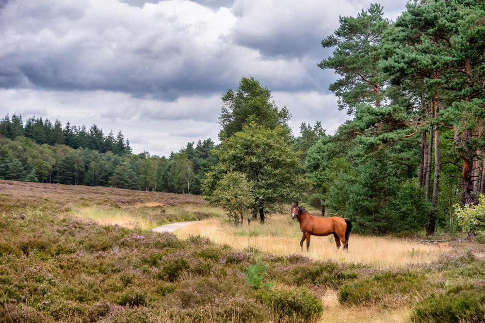 Veluwe Nederland