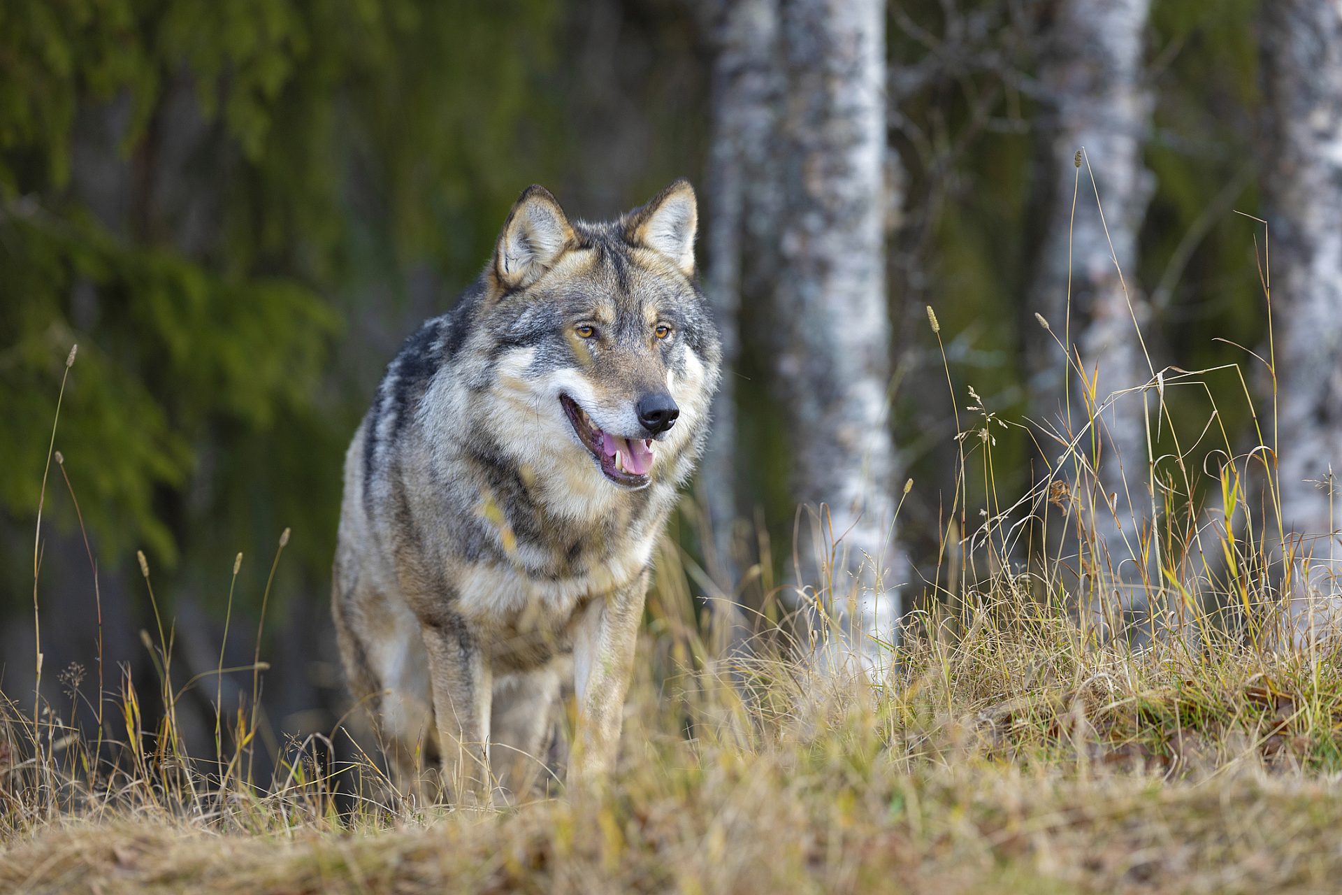 Wolf