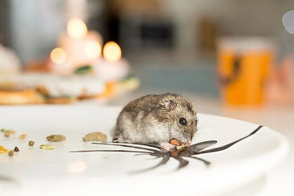 Praktische workshop tegen ratten en muizen AMS