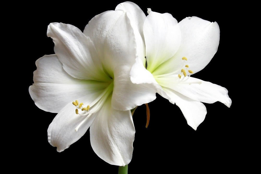 In memoriam witte bloem