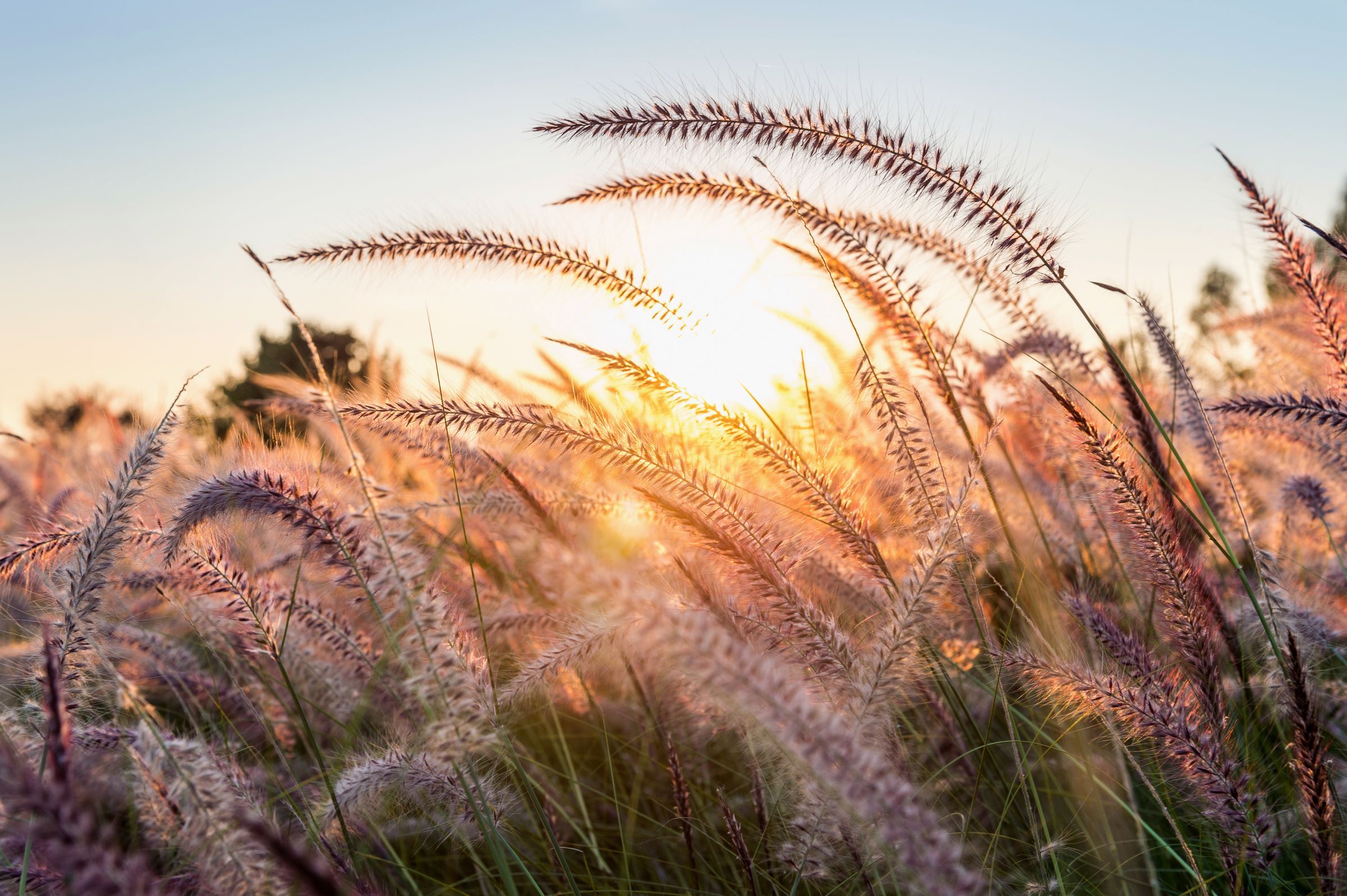 Gras heide zon natuur