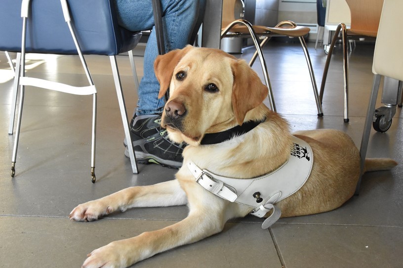 Geleidehond in restaurant