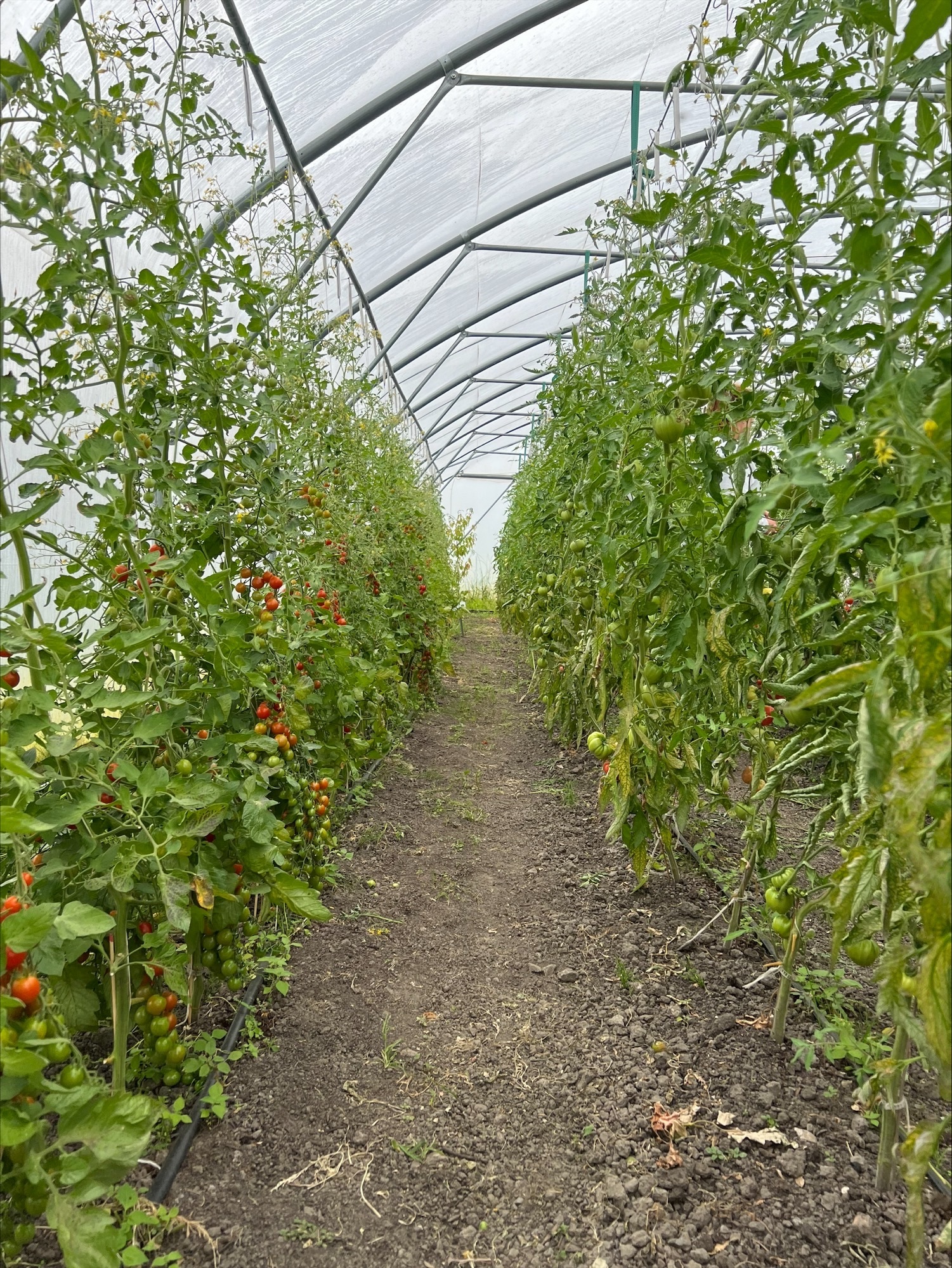 Processed A1 C05506 E29 F 4832 8 E43 CD8 ED88 A40 DE